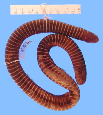 Media type: image; Herpetology A-6636